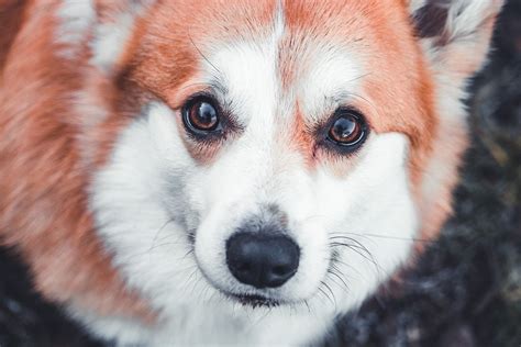 Dog Corgi Welsh - Free photo on Pixabay - Pixabay