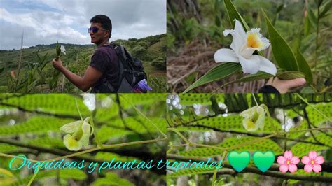 Hermoso Bosque Colombiano Parte Youtube