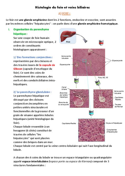 Histologie Du Foie Et Voies Biliaires I Organisation Du Parenchyme Hépatique Sur Une Coupe