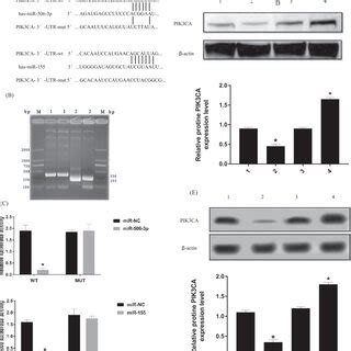 MiR5063p And MiR155 Can Target Regulation Of The PI3KAkt Pathway