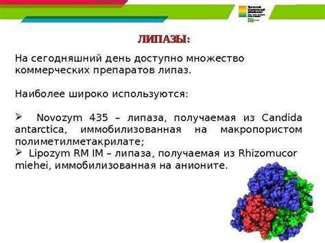 Липаза фермент расщепляющий жиры: действие фермента поджелудочной