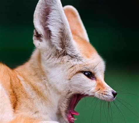 Fennec Fox Wallpapers - Wallpaper Cave