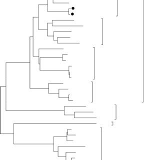 Phylogenetic Analysis Of Partial Nucleotide Sequences Of Hepatitis E