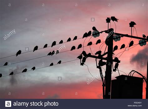 Birds On Telegraph Pole High Resolution Stock Photography And Images