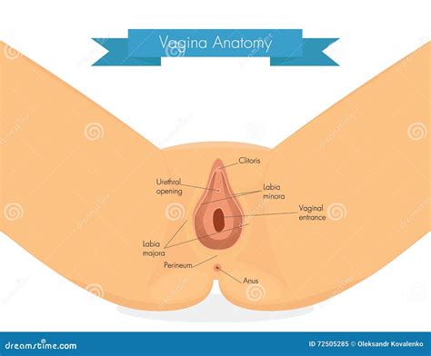 Anatomia Da Vagina Limpe A Ilustra O Da Vulva Ilustra O Do Vetor