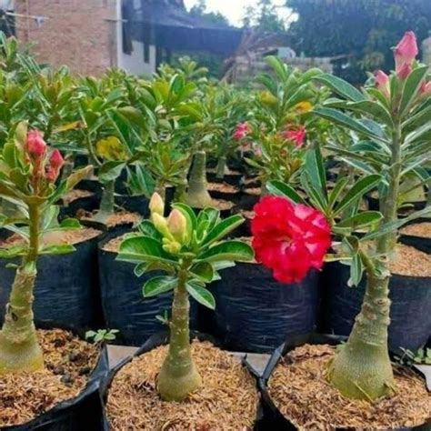 Jual Adenium Kamboja Bunga Tumpuk Shopee Indonesia