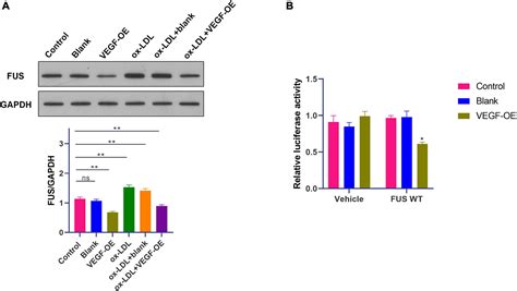 Frontiers Lncrna Norad Promotes Vascular Endothelial Cell Injury And