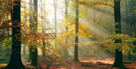 1920x1080 Nature Landscape Trees Forest Fall Leaves Sun Rays Branch Mist Wallpaper  784 Kb