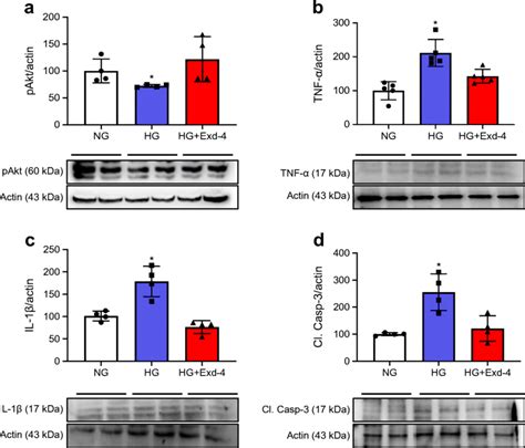 The Glp Ra Exendin Improves Pericyte Survival Signal And Decreases