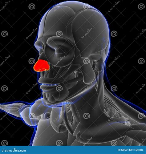 Nasal Cartilage Anatomy for Medical Concept 3D Stock Illustration ...