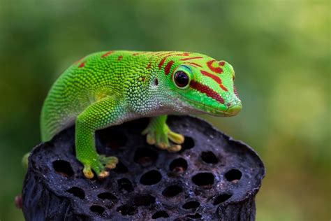 Colorful Lizards