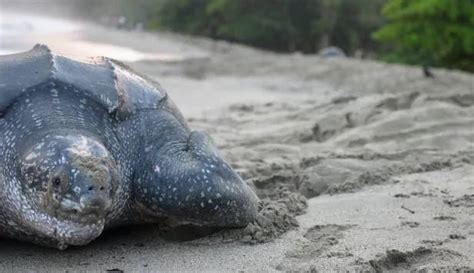 Leatherback Sea Turtle Nesting Tour - Welcome to the Congo Canopy ...