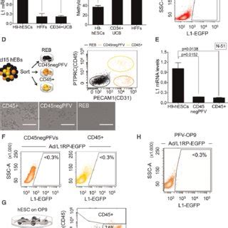 LINE 1 Retrotransposition In Hematopoietic Stem Cells A L1Hs MRNA