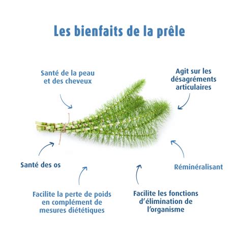 Extrait De Plante Fra Che De Pr Le A Vogel