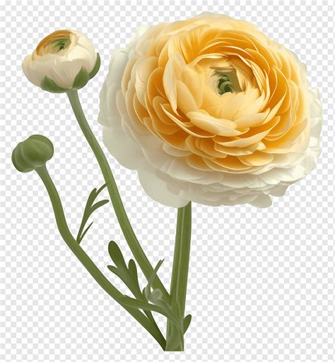 Ranunculus Flower Png Pngwing