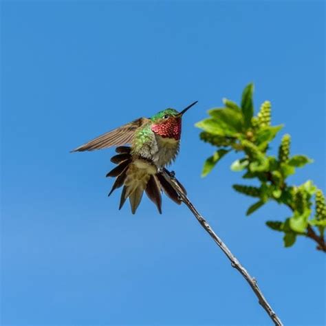 Look For Broad Tailed Hummingbirds In The Mountains Birds And Blooms