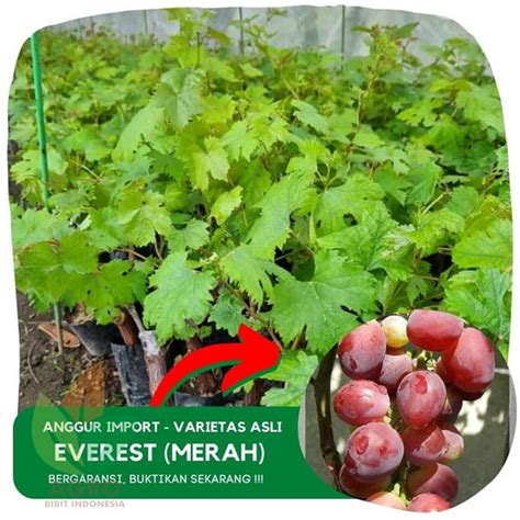 Jual Bibit Anggur Import Everest Agro Bibit ID