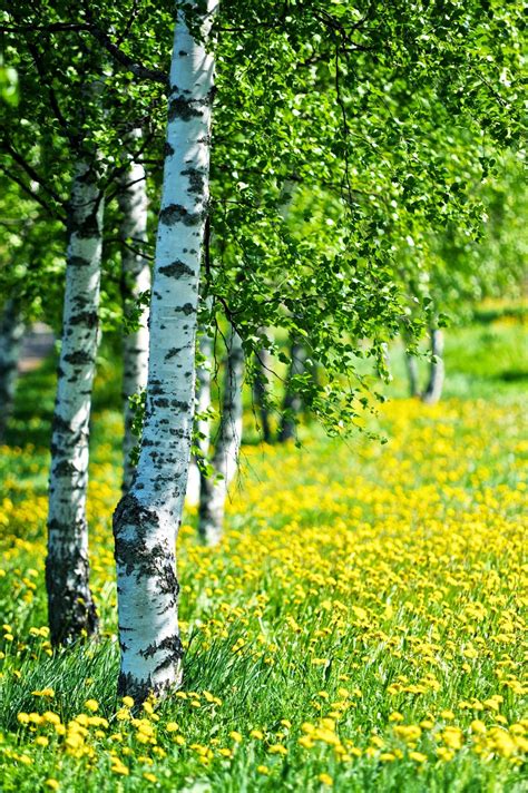 БІОЛОГІЯ - НАУКА ПРО ЖИВУ ПРИРОДУ ~ Світ біології