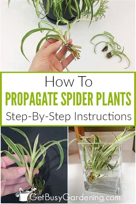 How To Propagate Spider Plants In Water Or Soil 5 Easy Steps Get