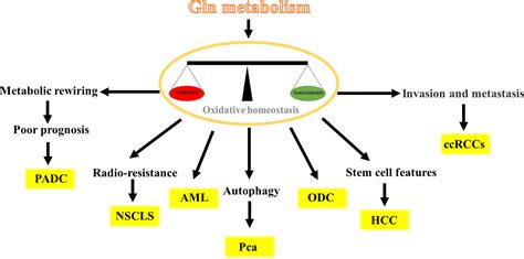 Frontiers Glutamine Metabolism In Cancers Targeting The Oxidative