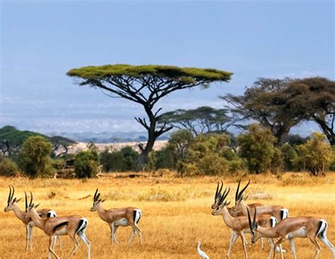 Savanna Biome Climate