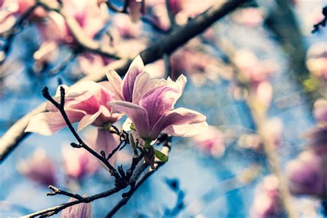 Beautiful magnolias blooming all around town. : r/Columbus
