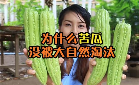 为什么苦瓜这个物种，没有被大自然淘汰？ 知乎