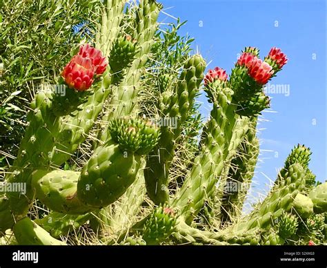 Cane Cholla Cactus In Sardinia Europe Stock Photo Alamy