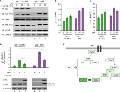 P62 −− Mef Cells Enhance Tlr4 Mediated Signals A Wild Type Wt P62