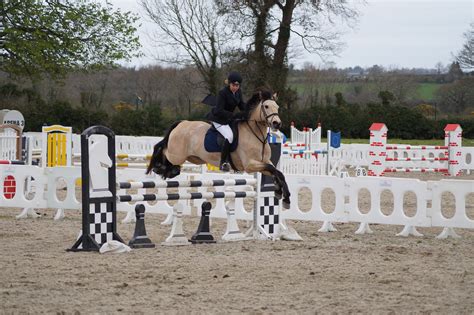 Buckskin Horse - Show Jumping stock - 10.9 by MagicLecktra on DeviantArt