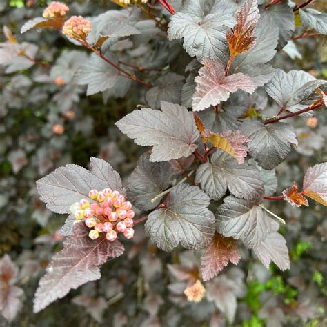 Physocarpus Opulifolius Monlo Diablo Ninebark Sublime Gardens