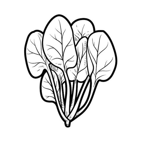 Premium Vector Spinach Bundle Linear Drawing On White Background