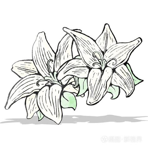 鲜花图插画 正版商用图片1gp07a 摄图新视界