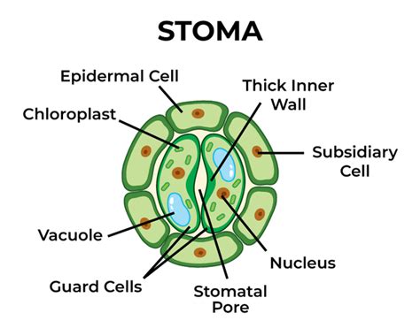 Stomata: Structure, Functions, Types & Mechanism