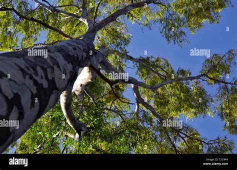 Branches Eukalyptus Hi Res Stock Photography And Images Alamy