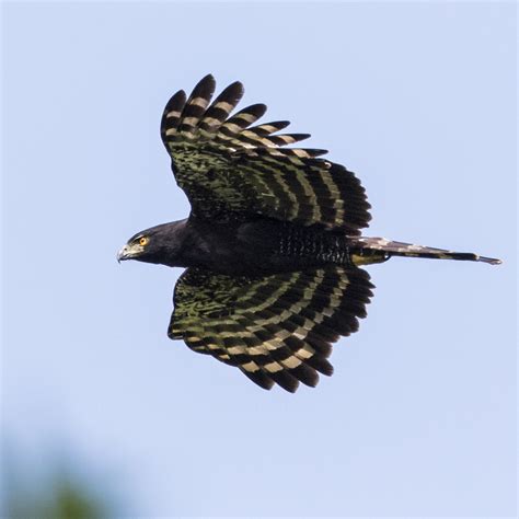 Black Hawk-Eagle - Birding Trinbago