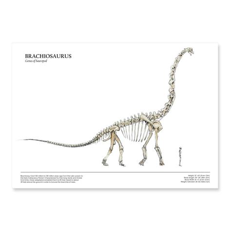 Human & Dinosaur Skeleton Size Comparison Poster / Brachiosaurus A3