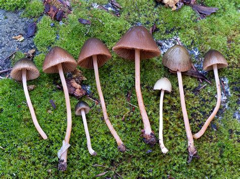 California Fungi: Conocybe