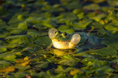 Aba Wodna Pelophylax Kl Esculentus Stowarzyszenie Prawa Natury