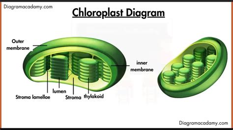 Chloroplast Diagram With Labels