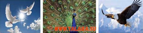 Qushlar sinfi - Қушлар синфи » TALABA.SU | Materiallari uzbek tilida