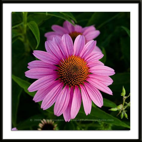 Purple Coneflower Photo