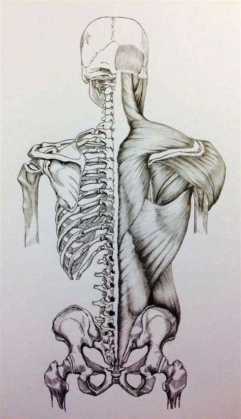 Pin By Your Pins On PENCIL Anatomy Art Medical Drawings Human Body Art