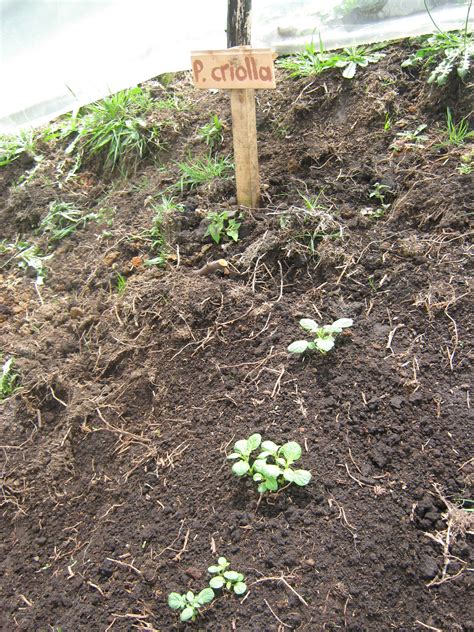 Mi Huerta Casera Seguimiento A La Huerta