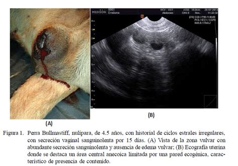 Hiperplasia Endometrial Qu Stica En Perras Causas Y Tratamiento