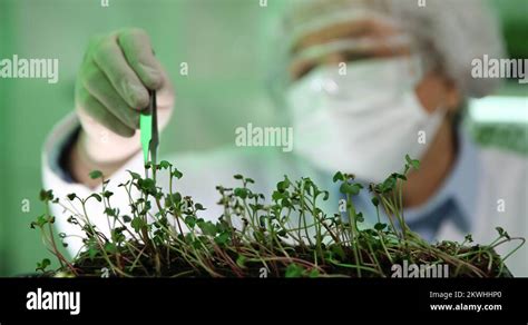 Expert Old Woman Biologist Close Up Control Examining Plant Seedlings