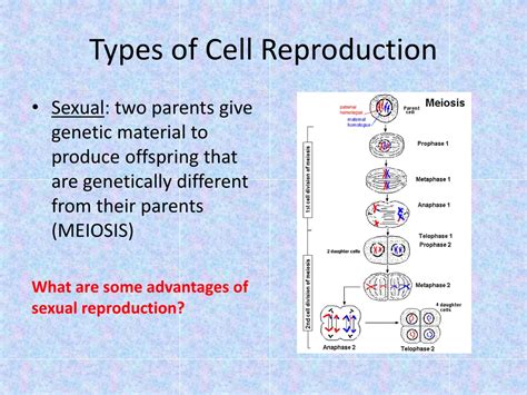 Ppt Cell Reproduction Powerpoint Presentation Free Download Id 9242412