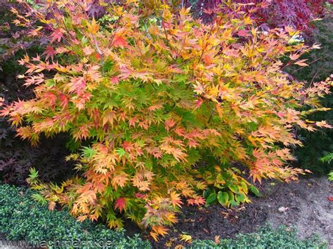 Acer Palmatum Beni Musume Aceraceae Ahorn Garten Pflanzen