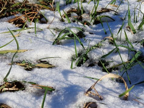 Grass Snow Winter Free Photo On Pixabay Pixabay