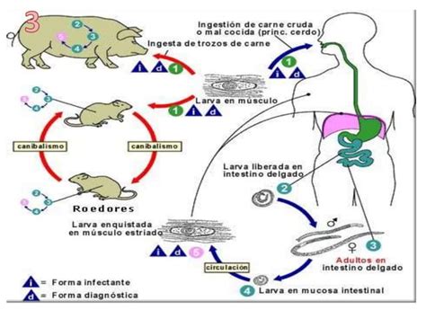 CICLOS BIOLOGICOS Pptx